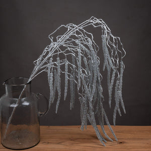 Festive Silver Amaranthus_1705