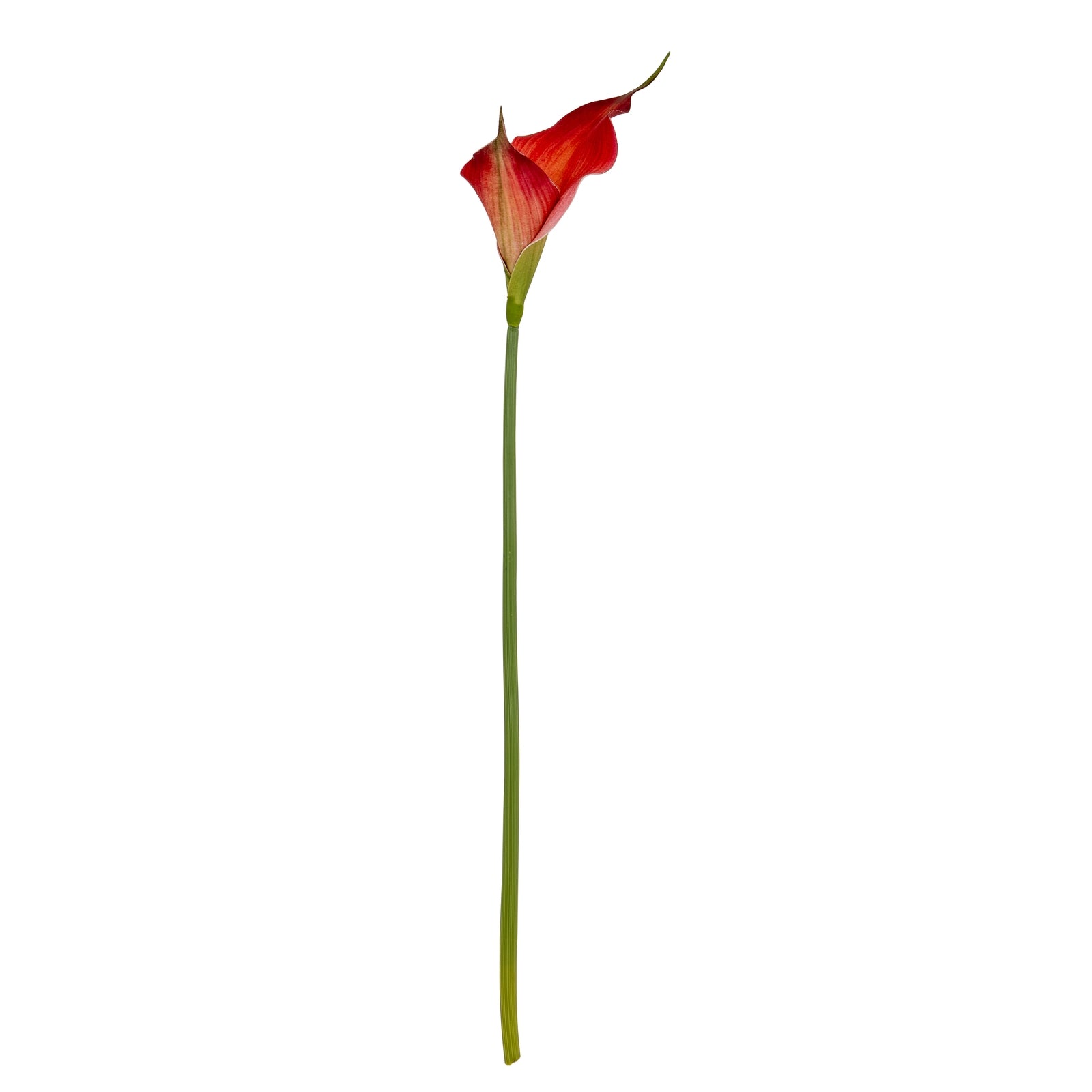 Fireball Calla Lily_4822