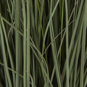 Fountain Grass Plant In Pot_5046