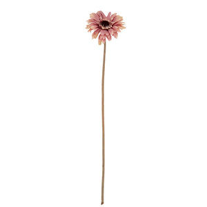 Gerbera Stem_5386