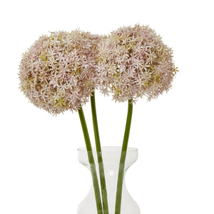 Giant Allium Stem_5222