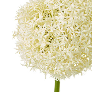 Giant Allium Stem_4630