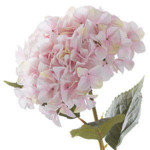 Giant Pink Hydrangea_4863