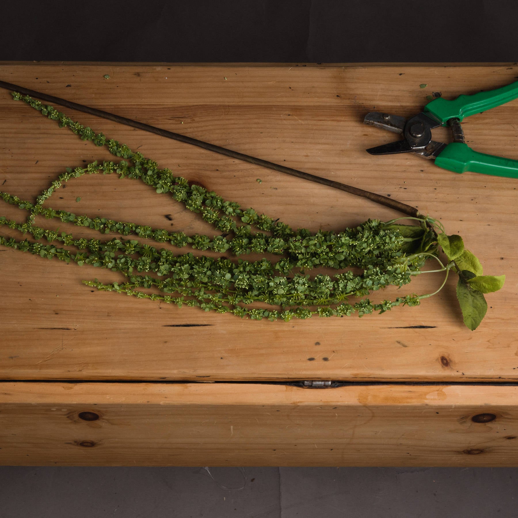 Green Amaranthus_4870