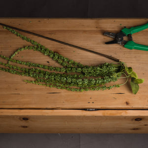 Green Amaranthus_4870