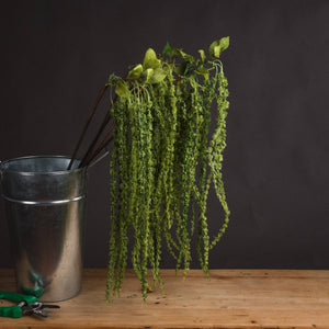 Green Amaranthus_4869