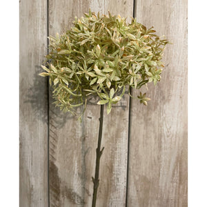 Green And Beige Allium_4874