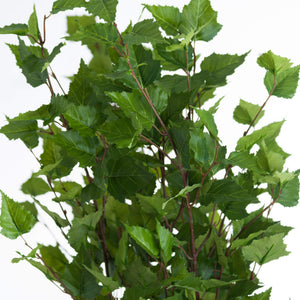 Green Branch Spray_4888
