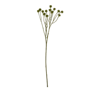 Green Craspedia Stem_4892