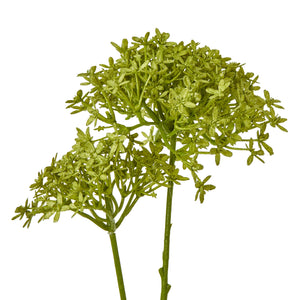 Pink Crown Hydrangea Stem_4895