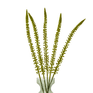 Eremurus Stem_4899