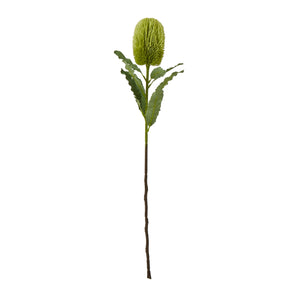 Large Banksia Serrata Stem_5048