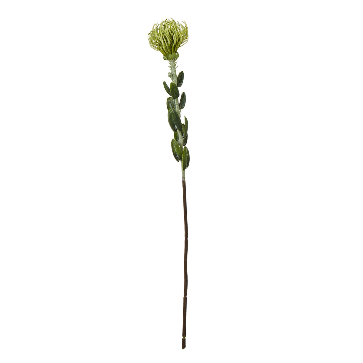 Green Pincushion Protea Spray_4937