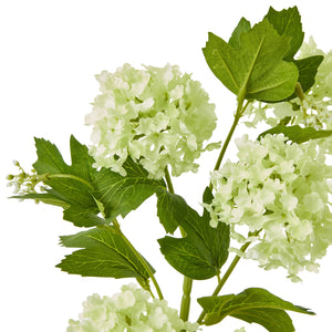Green Snowball Viburnum Spray_4970