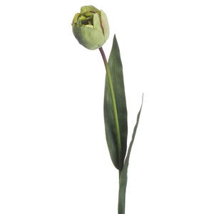 Green Tulip_4976