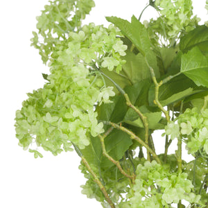 Green Viburnum Spray_4982