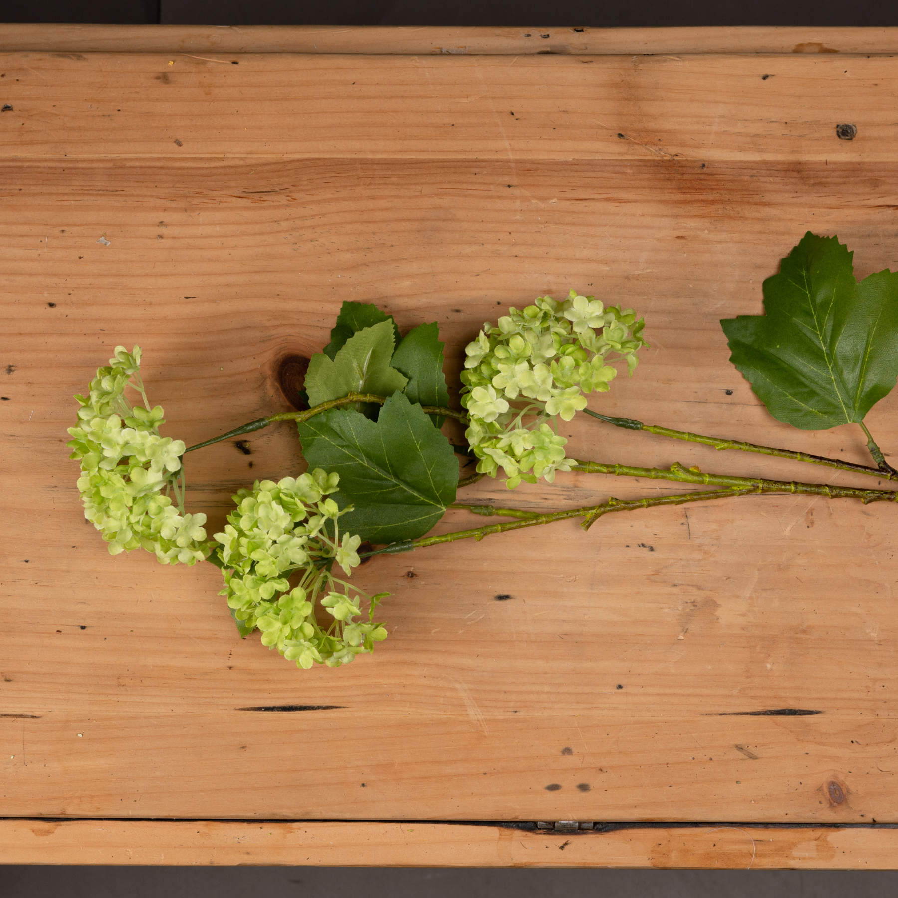 Green Viburnum Spray_4979