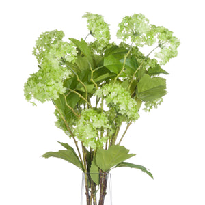Green Viburnum Spray_4980