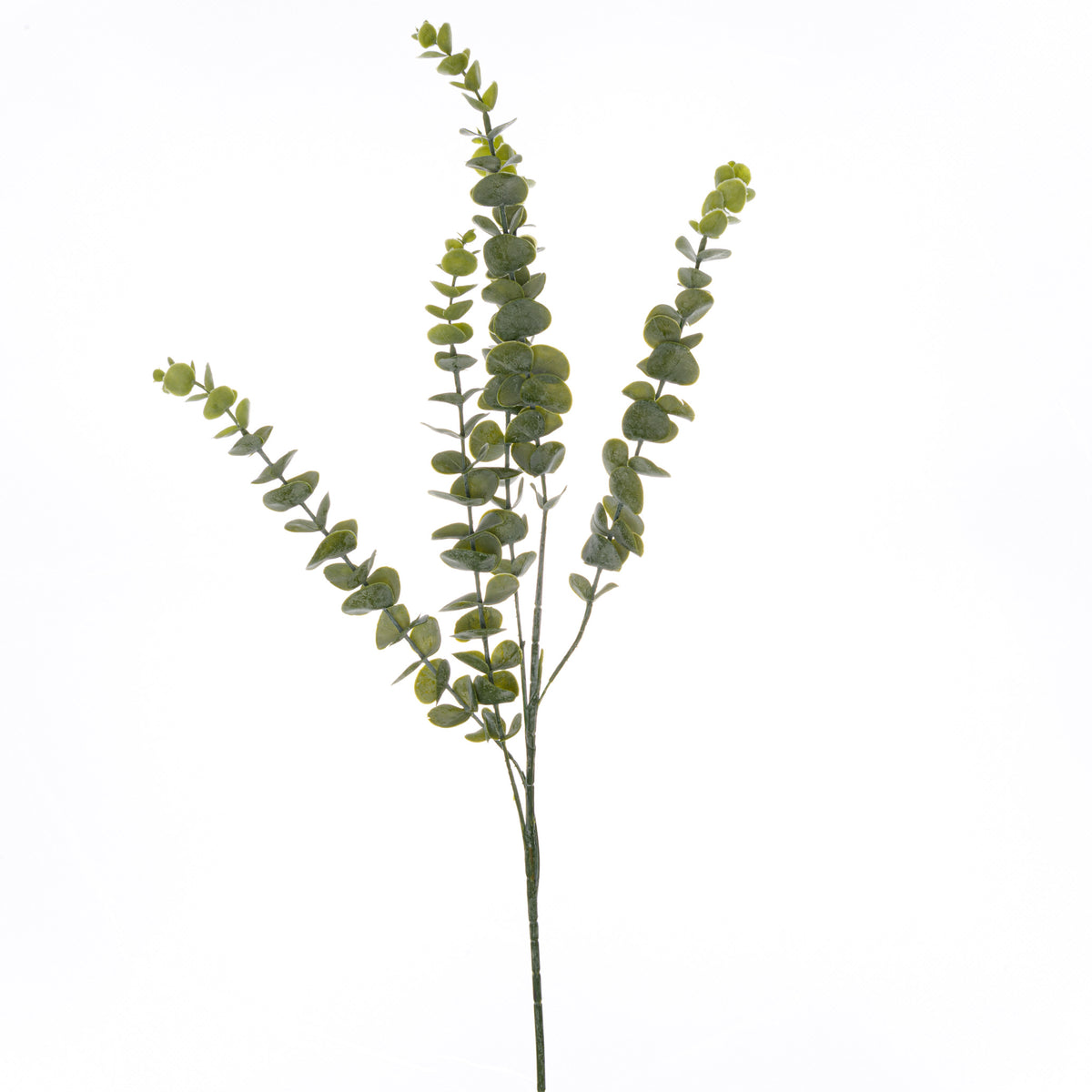 Gunnii Eucalyptus Spray_5001