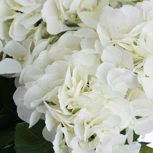 Hydrangea Bouquet_5875