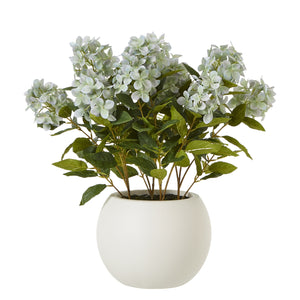 Hydrangea Plant In Pot_5251