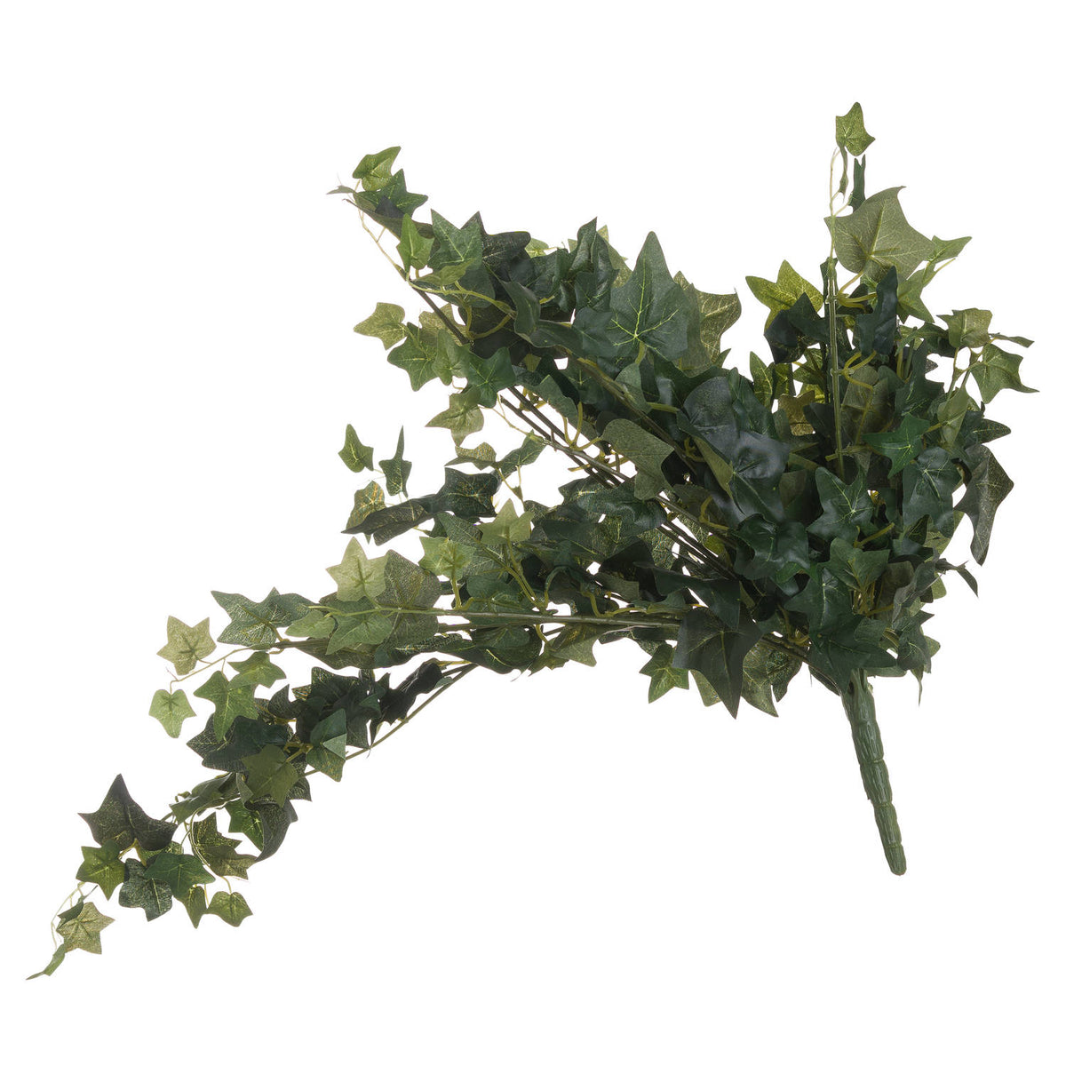 Ivy Pick_5008