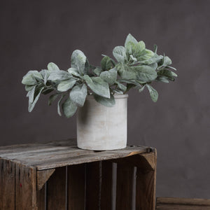 Lambs Ear Spray_5010