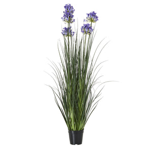 Agapanthus Plant In Pot_5017