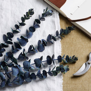 Large Blue Eucalyptus Stem_5022