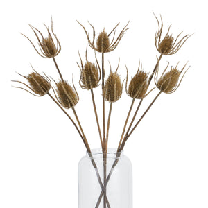 Large Brown Triple Teasle Stem_5028