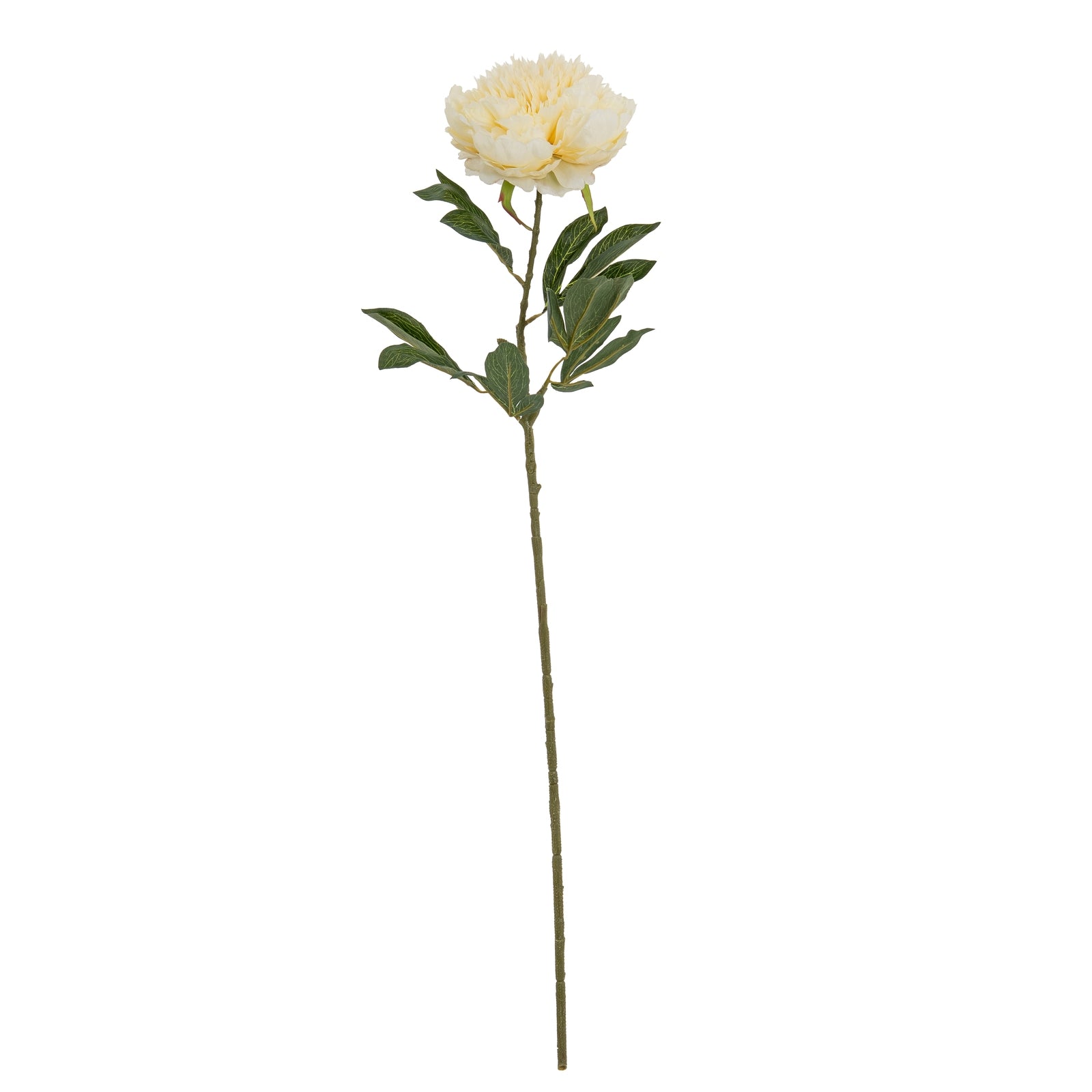 Large Buttermilk Double Peony Stem_5030