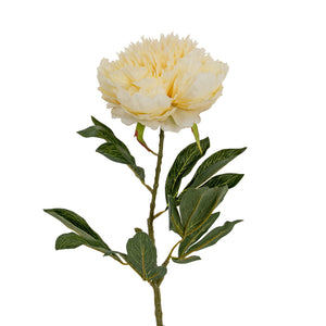 Large Buttermilk Double Peony Stem_5029