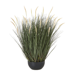 Fountain Grass Plant In Pot_5044
