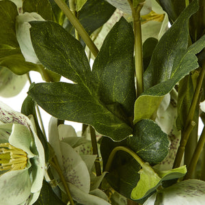 Large Green Hellebore in Taupe Pot_5055