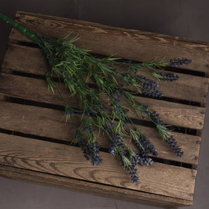 Large Lavender Bush_5069