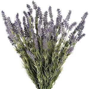 Large Lavender Bush_5071