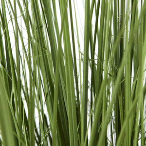 Large Onion Grass Plant In Pot_5081
