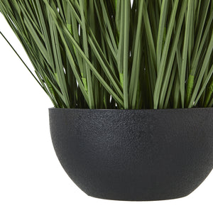 Large Onion Grass Plant In Pot_5080