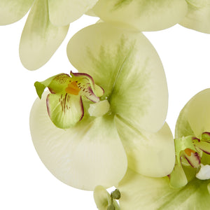 Large Orchid In Ceramic Pot_5064