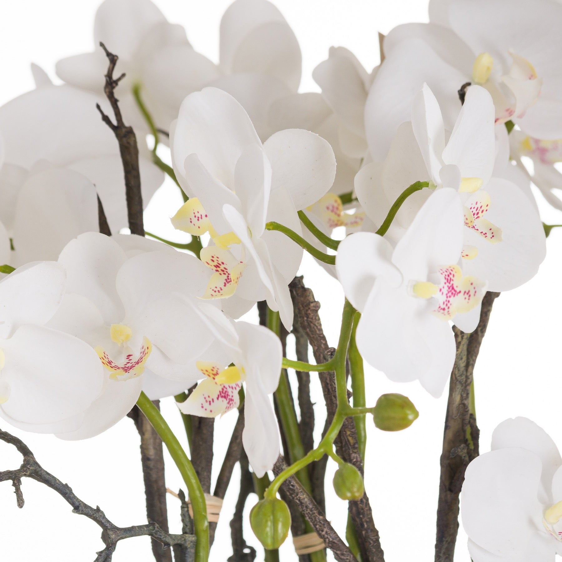 Large Stone Potted Orchid With Roots_5099