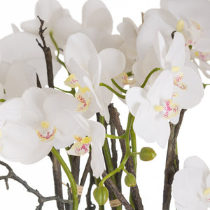 Large Stone Potted Orchid With Roots_5099