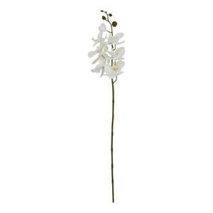 White Butterfly Orchid Stem_5109