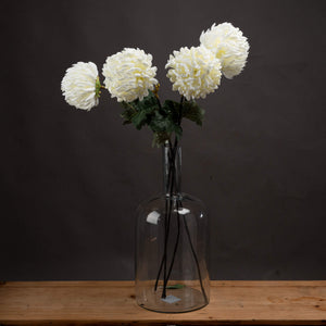 White Chrysanthemum_5114