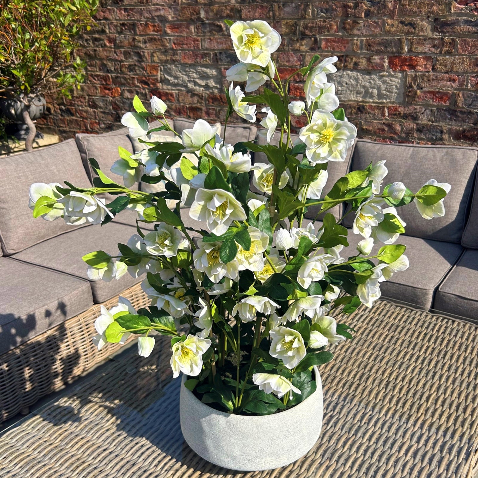 Large White Hellebore In Grey Pot_5129