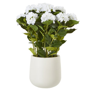 Hydrangea Plant In Pot_5133