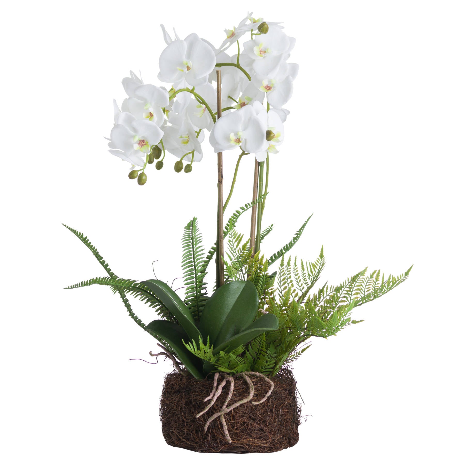 Large White Orchid And Fern Garden In Rootball_5142