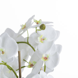 Large White Orchid And Fern Garden In Rootball_5143