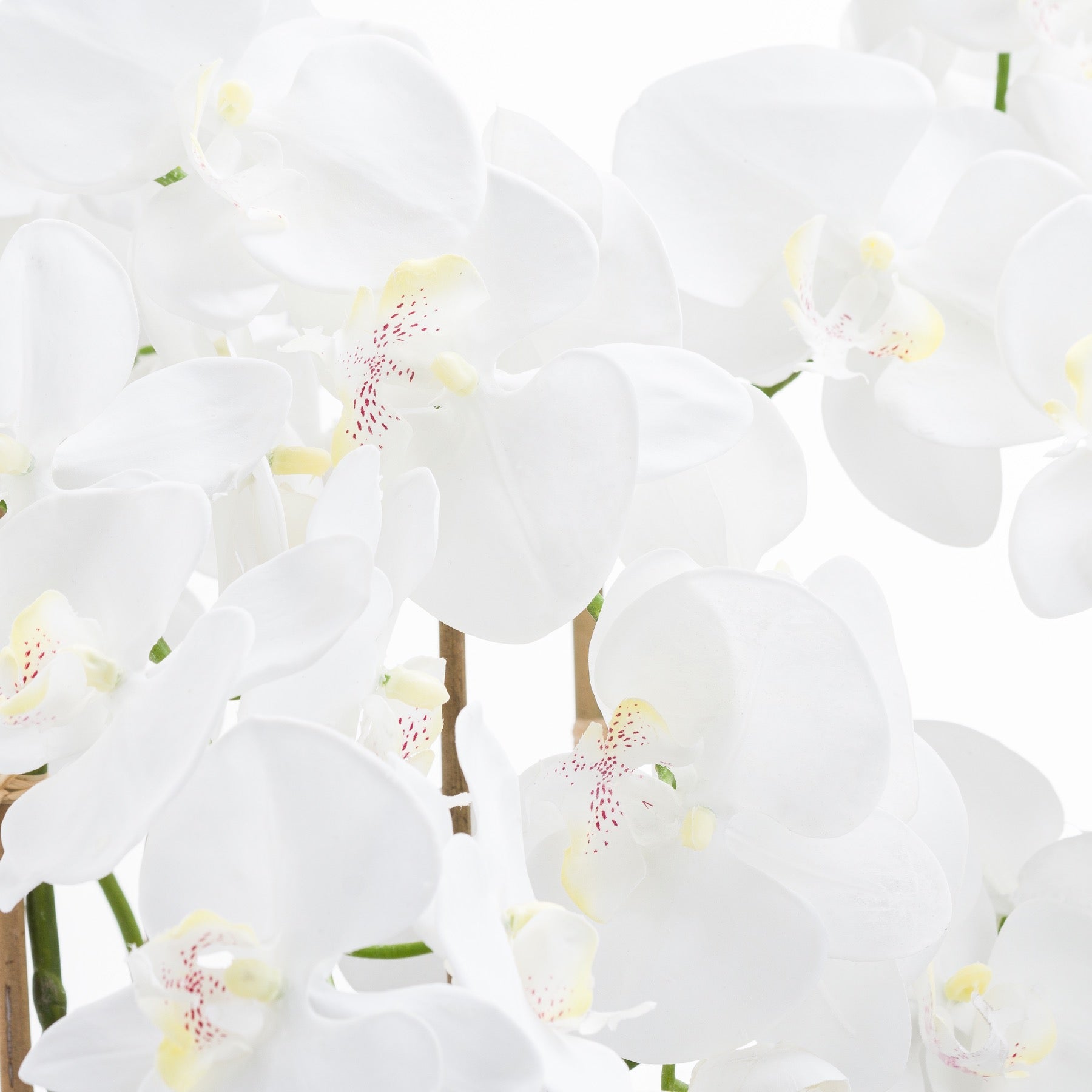 Large White Tall Orchid In Glass Pot_5173