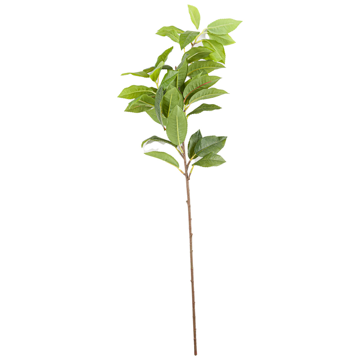 Laurel Leaf Spray_5181