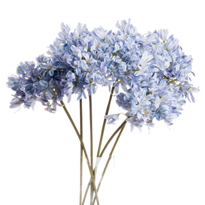 Light Blue Large Headed Agapanthus_5193